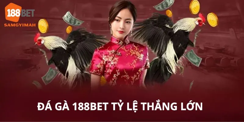 Đá gà sân chơi kịch tính, tỷ lệ thắng cao đầy gay cấn